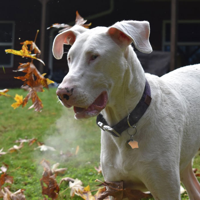 Eggnog Playing in Leaves • Panda Paws Rescue Alumni