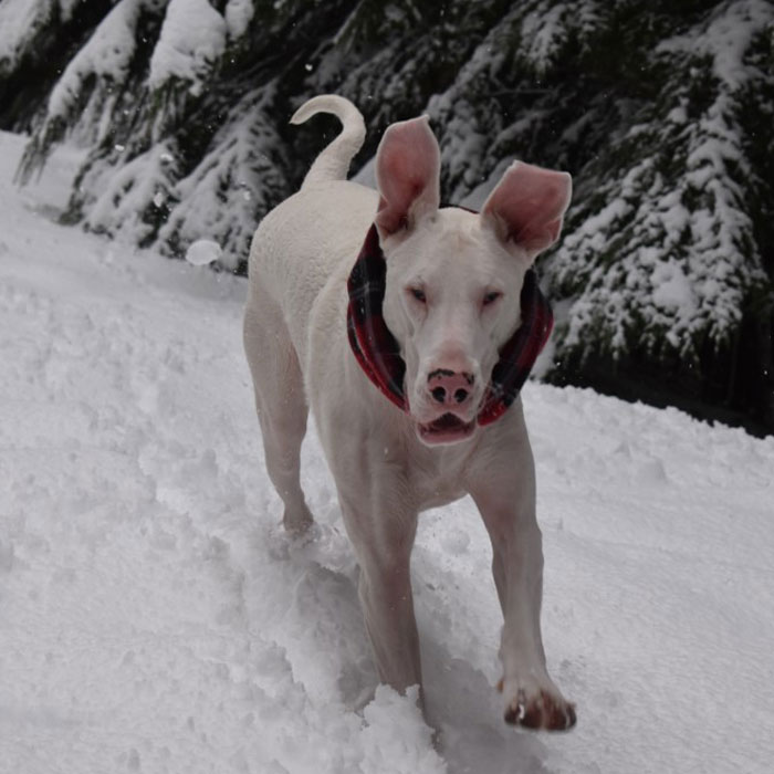 Eggnog Playing in Snow • Panda Paws Rescue Alumni