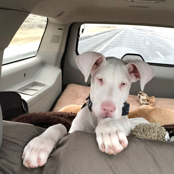 Eggnog Riding in the Car • Panda Paws Rescue Alumni