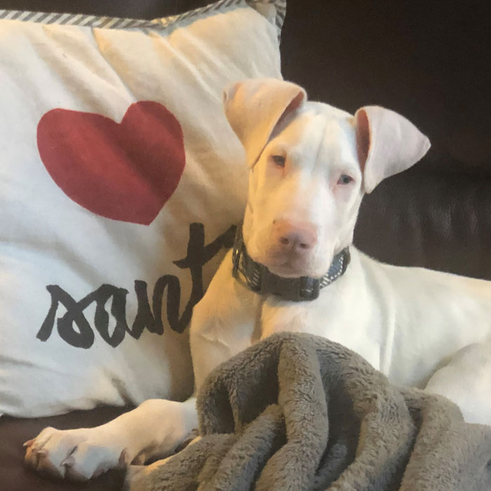 Eggnog with his Saint Pillow • Panda Paws Rescue Alumni