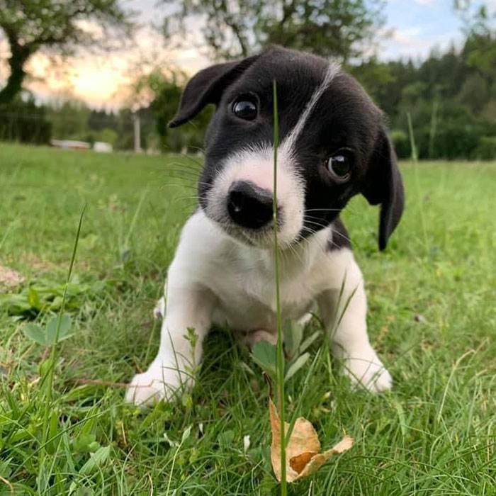 Noah Playing in the Grass