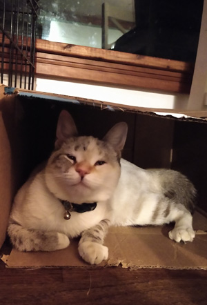 Evie in a Favorite Cardboard Box