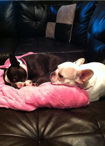 Jill and Popcorn on Their Pink Blanket