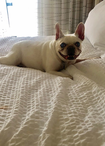 Popcorn in her humans bed