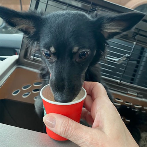 Yvie Oddly Enjoying Starbucks