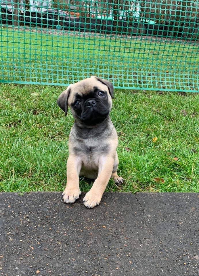 Cutest pug ever