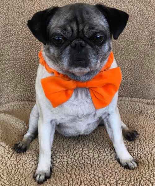 Crunchy Crouton in an Orange Bow Tie