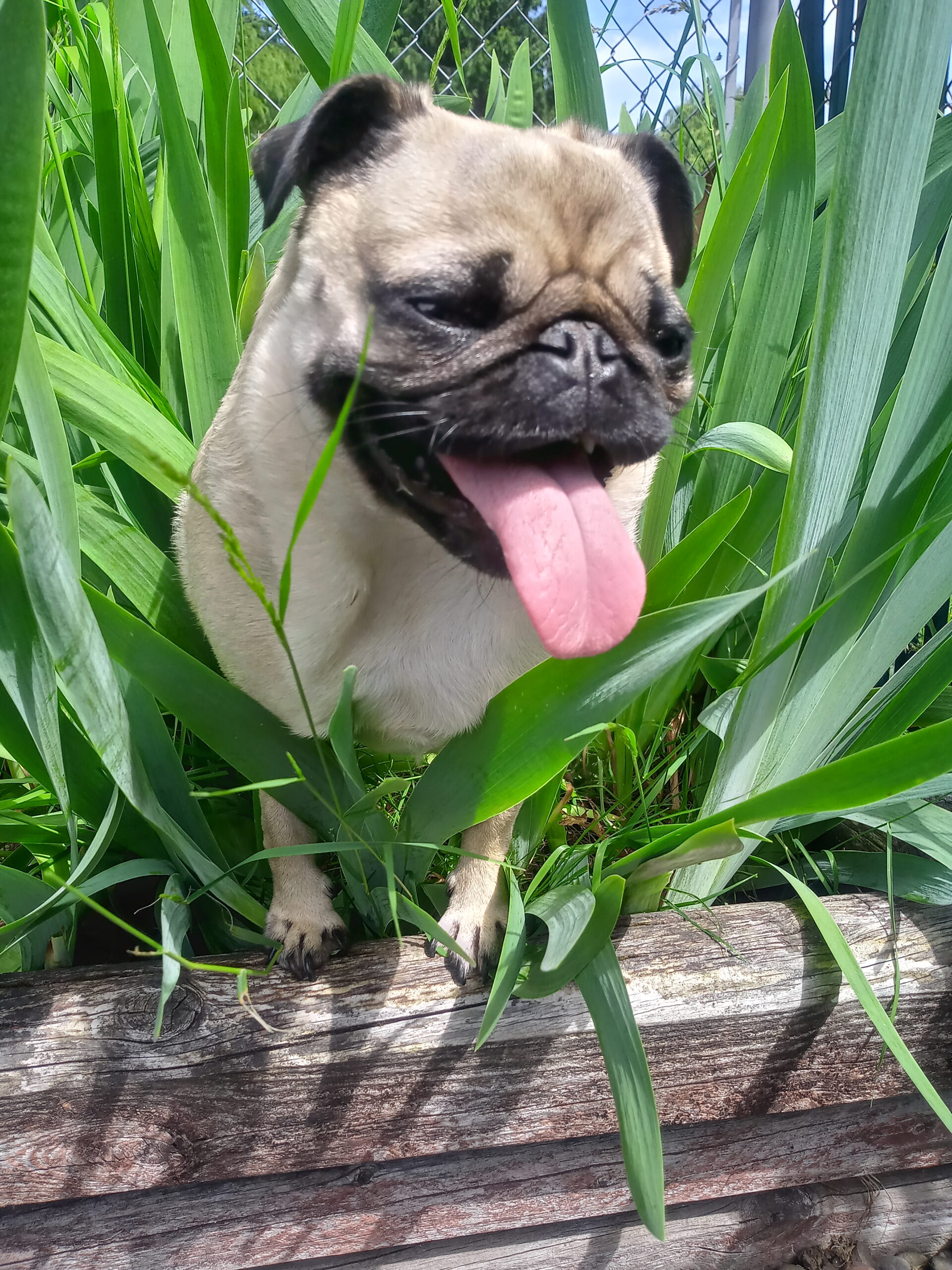 smiling mudbug